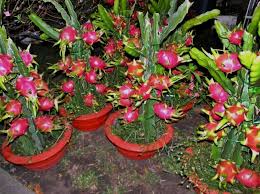 Sebagai sumber pensuplay oksigen dan pengurang karbon dioksida, keberadaan pohon sangat penting bagi kehidupan kita. 4 Cara Menanam Buah Naga Dalam Pot Hello Magetan