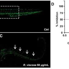 Image result for Rhynchosia elegans