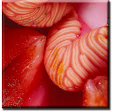 Image result for Hydnora