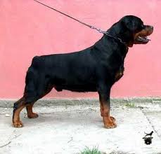 Importing the best bloodlines from serbia, russia, and germany, von reeves kennel is the definition of setting the standard by setting an example. Unica Crni Lotos Imported Serbian Rottweilers California