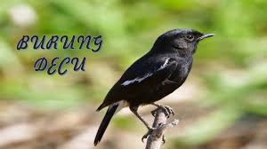 Dahsyatnya Suara Burung Decu Jantan Gacor Youtube Untuk kualitas suara, burung decu jantan memiliki suara yang lebih bagus dari pada burung decu betina karena kebanyakan burung kicau seperti itu. dahsyatnya suara burung decu jantan
