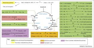 Tca — cette page d'homonymie répertorie les différents sujets et articles partageant un même nom. Not Just A Circle Flux Modes In The Plant Tca Cycle Trends In Plant Science