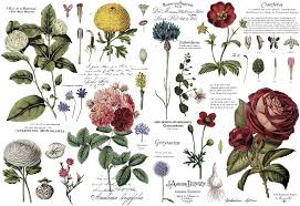Image result for Greyiaceae