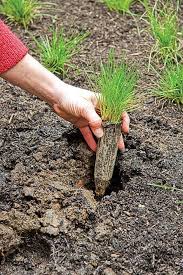 Plant A No Mow Lawn Mowing Lawn Alternatives Grass Alternative