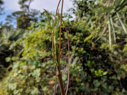 Image result for Scleria hispidula