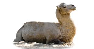 However, most of us actually don't know. The Camel That Had No Hump