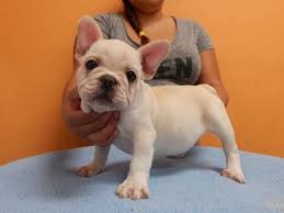 The search tool above returns a list of breeders located nearest to the zip or postal code you enter. Pin On French Bulldogs
