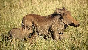 With habitats ranging from tropical rainforest to an exhaustive list of african animals with some stunning photos. Warthog Facts African Animal Facts Interesting Facts About Warthog