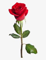 Choose and present greeting pictures with flowers to your loved ones! They Can Be Used To Represent Perfect Beauty Or To Red Rose Happy Birthday Wishes 518x988 Png Download Pngkit