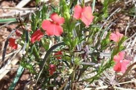 Image result for Striga asiatica