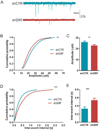 This internet radio station broadcasting live stream from malaysia. Serum Response Factor Is Essential For Synaptic Maturation In The Hippocampus Biorxiv