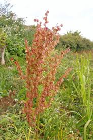 Image result for Rumex