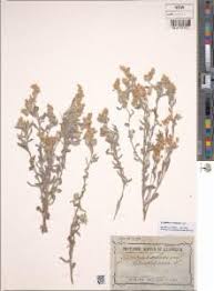 Image result for Gnaphalium polycaulon