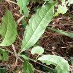 Image result for Gnetum africanum