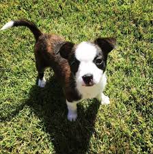 Brat Boston Terrier X Rat Terrier Mix Rat Terrier Mix Boston Terrier Puppy Boston Terrier Funny