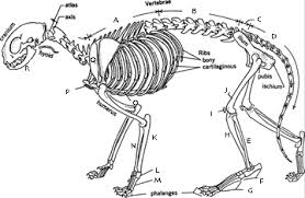 A feline's eyes are very delicate organs and need to be protected at all costs, as even the slightest injury to its eyes can render it permanently blind. Https Www2 D125 Org Science Secure Wood Anatomy Cat Ebook Day1guide Pdf