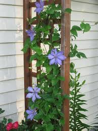 Check spelling or type a new query. Clematis Vine Twiner Creeping Plant Creeper Clamberer Climbing Plant Purple Flower Garden Pxfuel