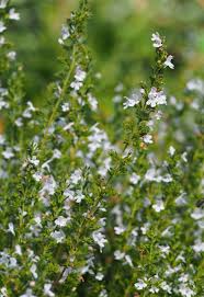 Image result for Satureja