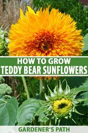 6.1 to 6.5 (mildly acidic) 6.6 to 7.5 (neutral) 7.6 to 7.8 (mildly alkaline) patent information: How To Grow Teddy Bear Sunflowers Gardener S Path