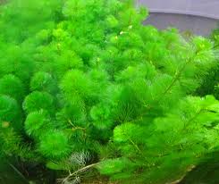 Ikan memiliki sistem gerak yang unik. 4 Tumbuhan Air Untuk Ikan Laga Pokok Untuk Ikan Laga