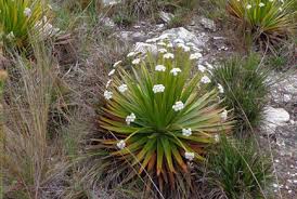 Image result for Eriocaulaceae