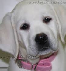 John by the labrador sea. White English Labrador Puppies For Sale Available Lab Puppy Labrador Retriever Lab Puppies Labrador Retriever Puppies