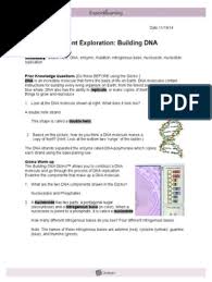 Translation biology rna, cell division. Student Exploration Building Dna Nucleotides Dna