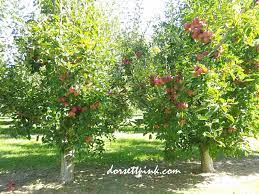 I'm trying to grow the apple tree from seeds in malaysia. Makan Epal Segar Dari Pokok Di Cromwell New Zealand Dorsett Pink