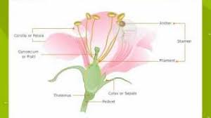 Female reproductive parts the main female reproductive parts are the carpels, which are fused together in most flowers to form a pistil. Parts Of A Flowers Youtube