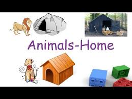 This is a simple worksheet for teaching children of kindergarten age all about animals and documents similar to animals and their homes. Animals And Their Homes For Children Flash Cards Youtube