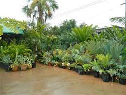 Maybe you would like to learn more about one of these? San Diego Nursery