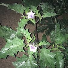 Free Plant Identification Plant Leaves Plants Garden
