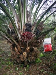 2.1 kelapa sawit di berau: Pt Meroke Tetap Jaya Lengkapi Kebutuhan Nutrisi Sawit Majalah Sawit Indonesia