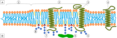 Why Does Soap Break Down Cell Membranes? - Quora