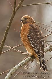 Birds Of Prey Texas Hill Country Pin On Birds Of A Feather