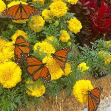 Love beautiful images of flowers and birds. I Love Flowers And Birds Home Facebook