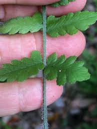 Image result for Deparia