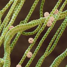 Mississippi Is Closing All Of Its Beaches Due To A Toxic Algae Bloom Microscopic Photography Scanning Electron Microscope Microscopic