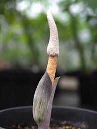 Image result for Amorphophallus goetzei