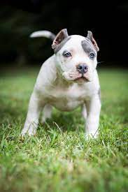 Maybe you would like to learn more about one of these? Ear Cropping Essential Tips For Puppy Owners Bully Max