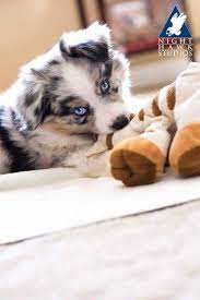 Explore the best australian shepherd breeders in your area and nationwide. Weststone Australian Shepherds Home Facebook