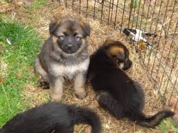 Get a boxer, husky, german shepherd, pug, and more on kijiji, canada's #1 local classifieds. King Shepherd Puppies For Sale In Norwood Ontario Nice Pets In Canada