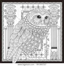 1,000+ vectors, stock photos & psd files. Splendid Owl Coloring Vector Photo Free Trial Bigstock