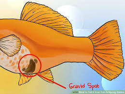 Watch for any behavioral changes in your female molly fish. Pregnant Swordtail Behavior