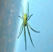 Image result for Arachniodes webbiana
