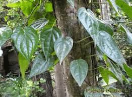 Metamorfosis akar ini dimiliki oleh tumbuhan secara alamiah di bawah naungan vegetasi hutan yang berkompetisi untuk mendapatkan sinar matahari, contoh: Pengertian Akar Tunggang Fungsi Contoh Tumbuhan Struktur