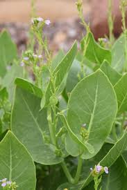 Image result for Subularia monticola