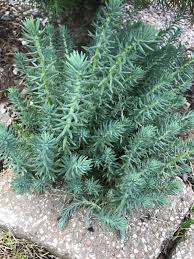 Image result for Suaeda plumosa