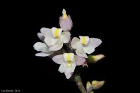 Image result for Polystachya greatrexii