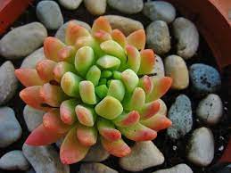 Muchas confusión se ha generado por esto de confundir los términos. Conoce Las Diferencias Entre Cactus Crasas Y Plantas Suculentas Jardineria On